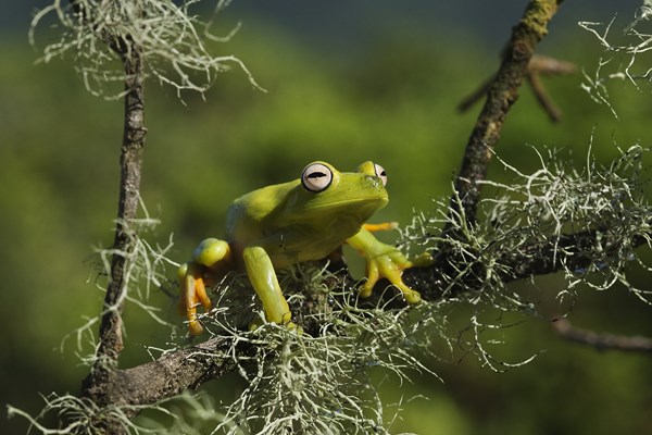Amazonia 3D (image 2)