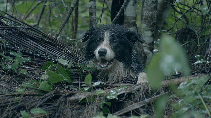 Family Film (image 3)