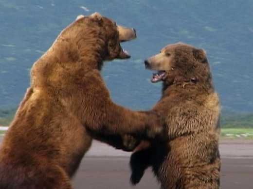 Grizzly Man