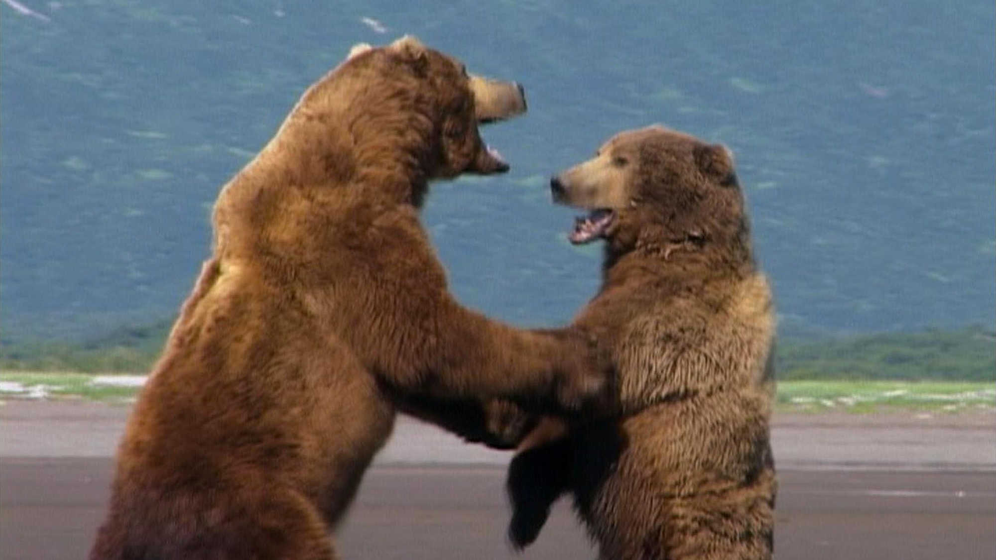 Grizzly Man (image 1)