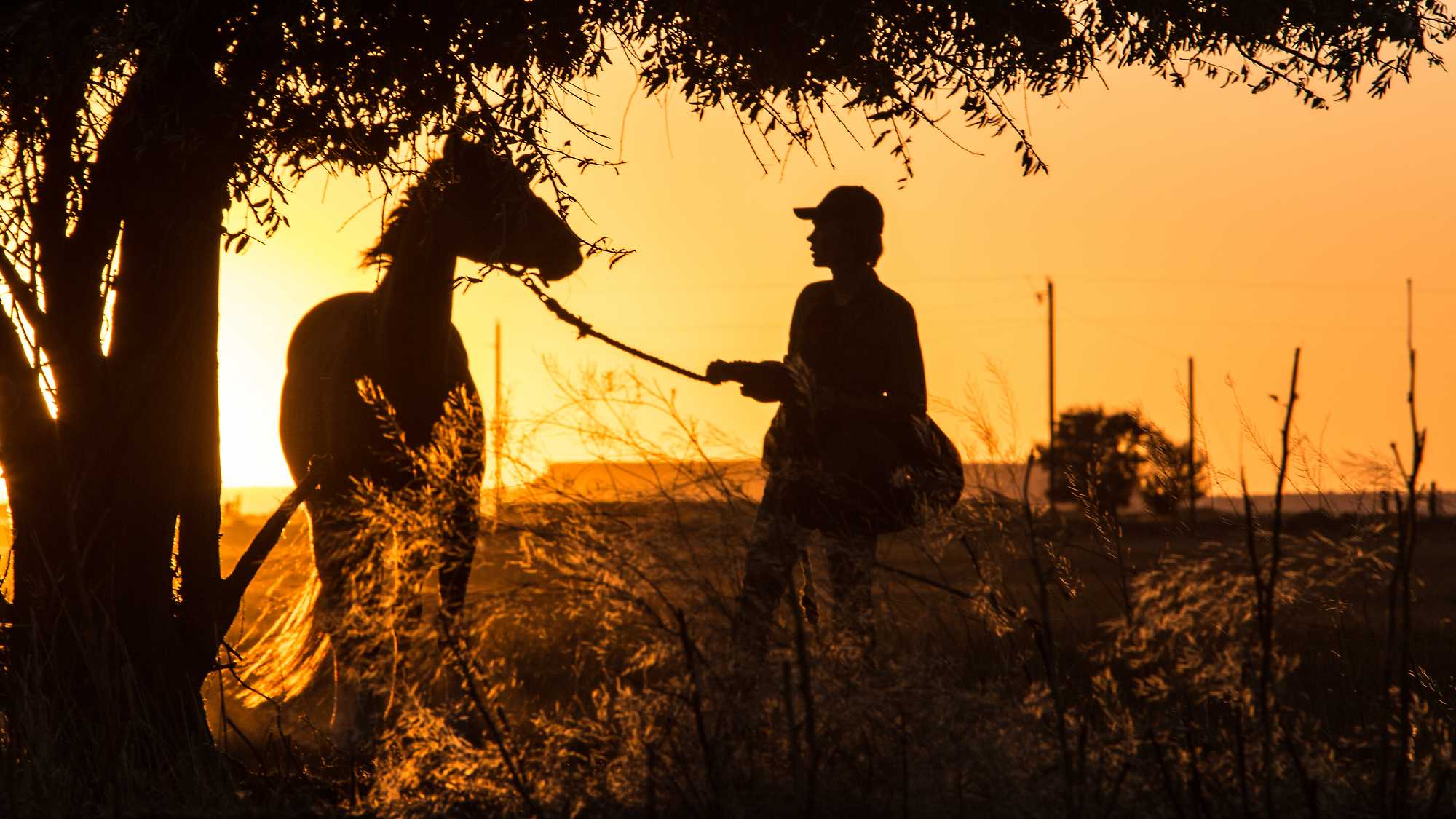 Lean on Pete (image 5)