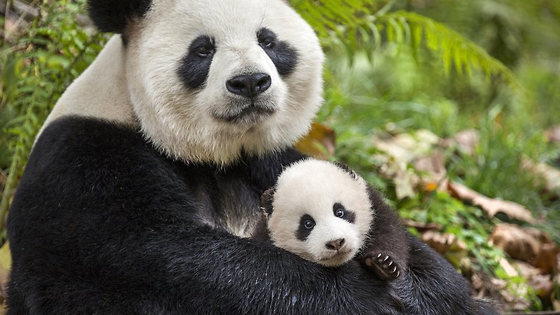 Born in China (image 1)