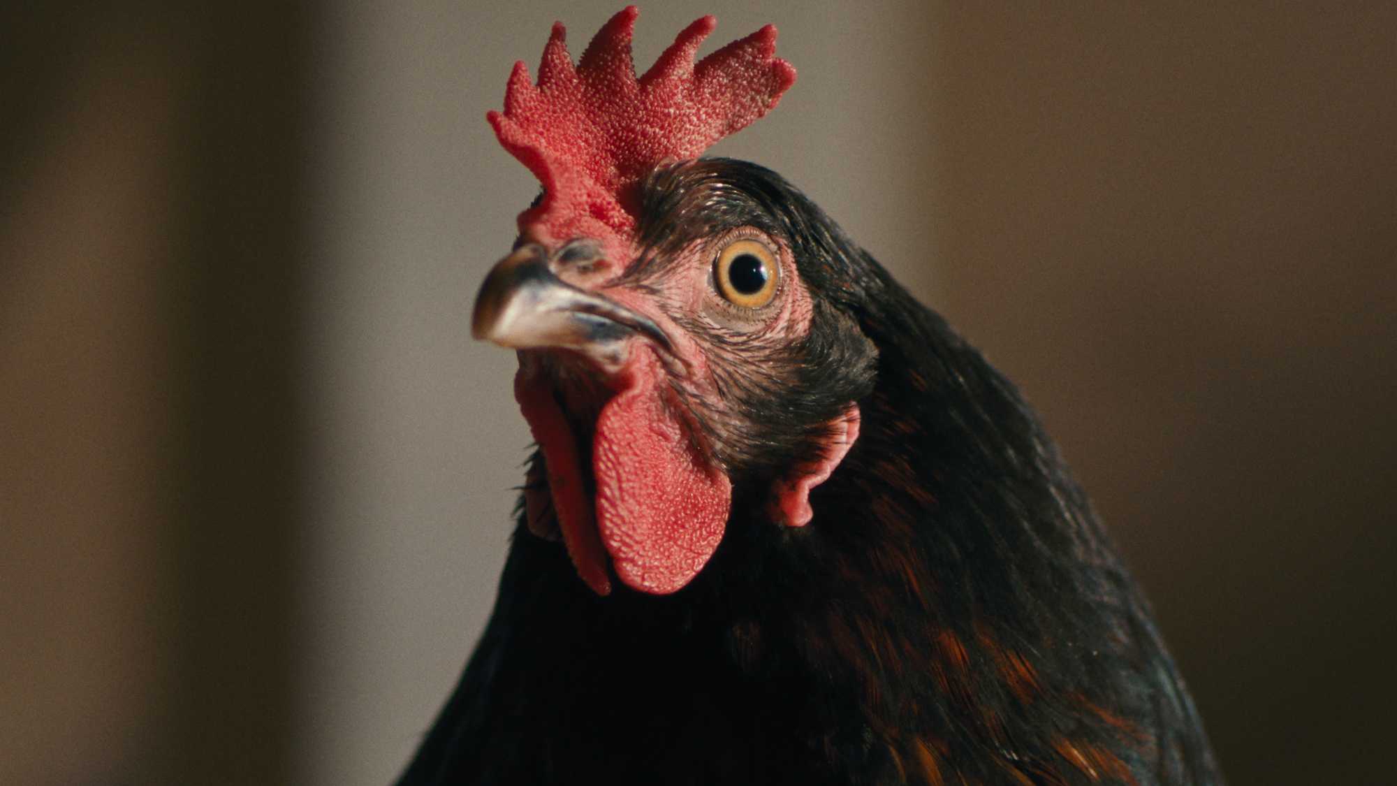Hen (image 2)