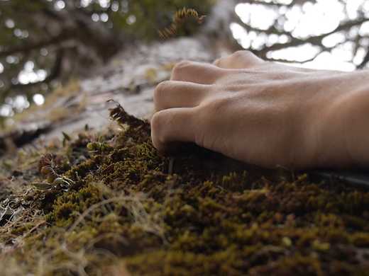 Foraging