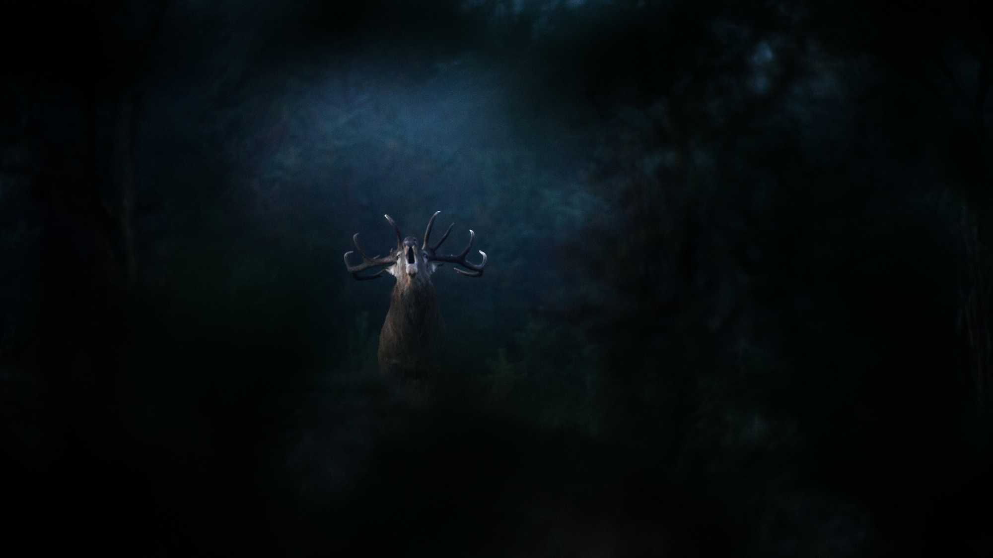 Whispers in the Woods (image 3)