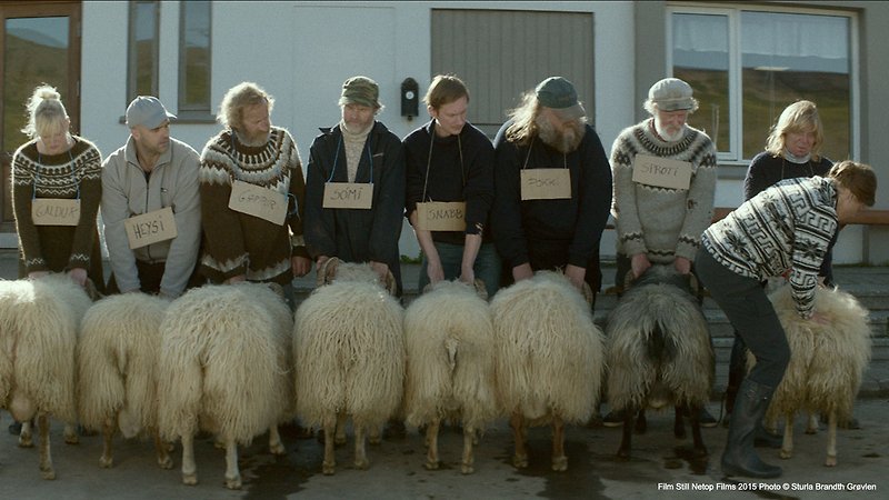 Rams (image 2)