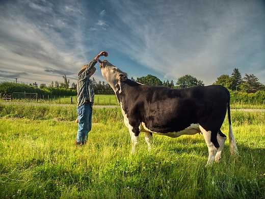 When the Cows Come Home