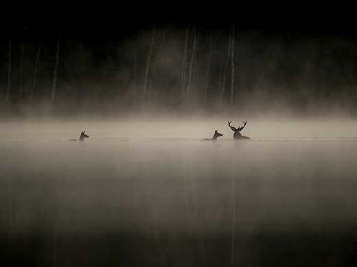 Whispers in the Woods