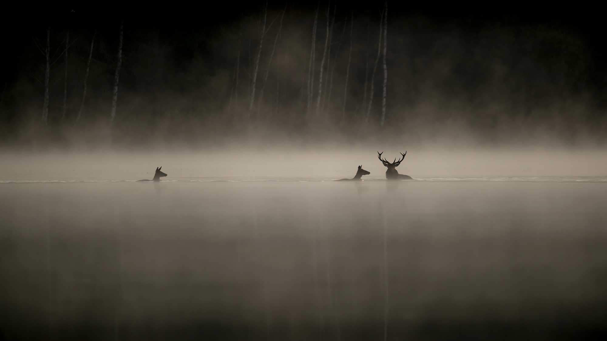 Whispers in the Woods (image 1)