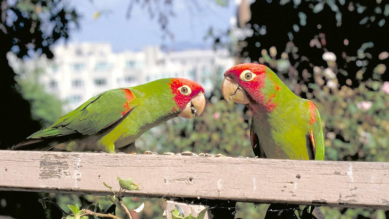 The Wild Parrots of Telegraph Hill (image 1)