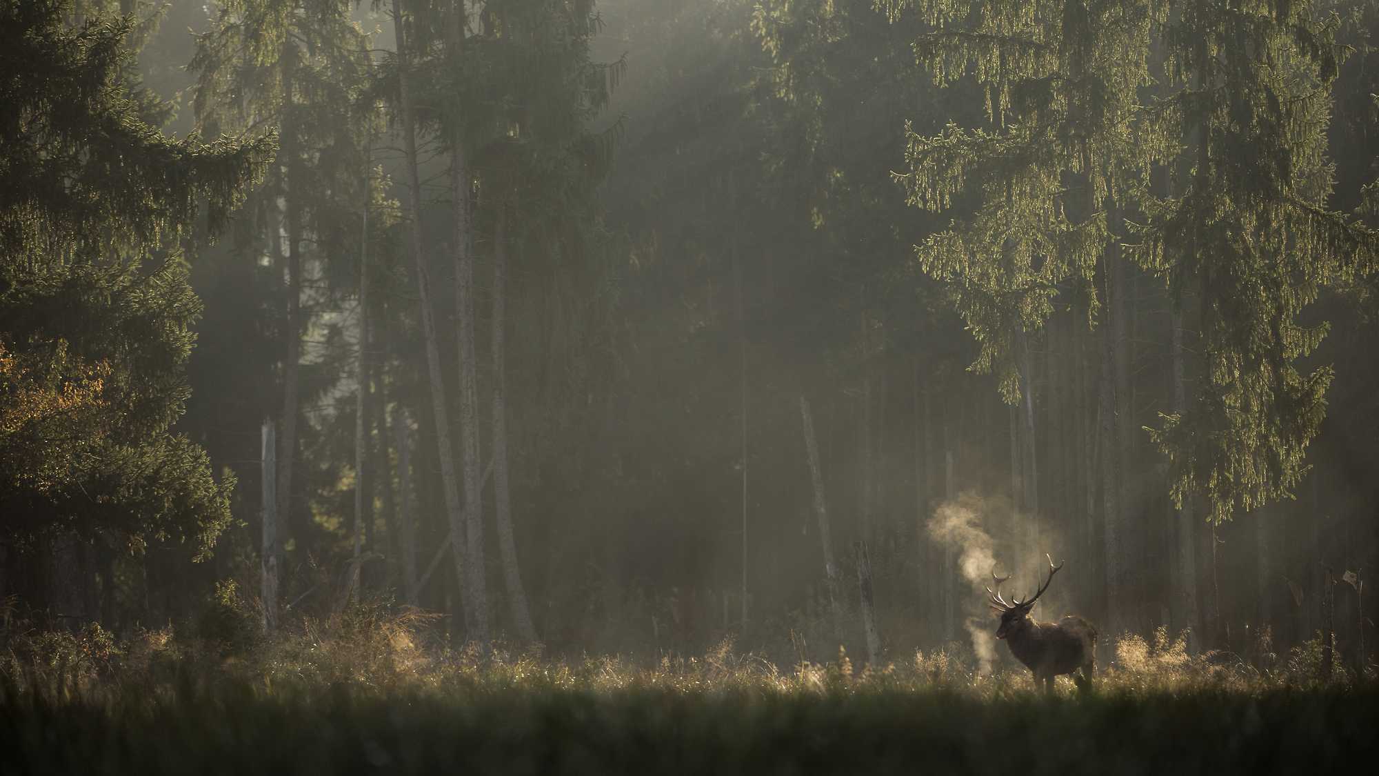 Whispers in the Woods (image 4)