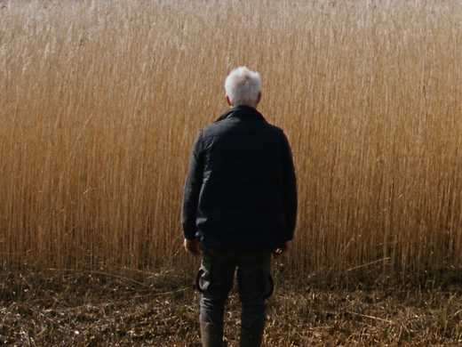 Reedland