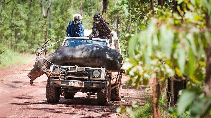 Charlie’s Country (image 4)