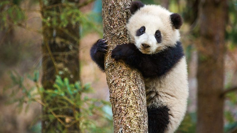 Born in China (image 2)