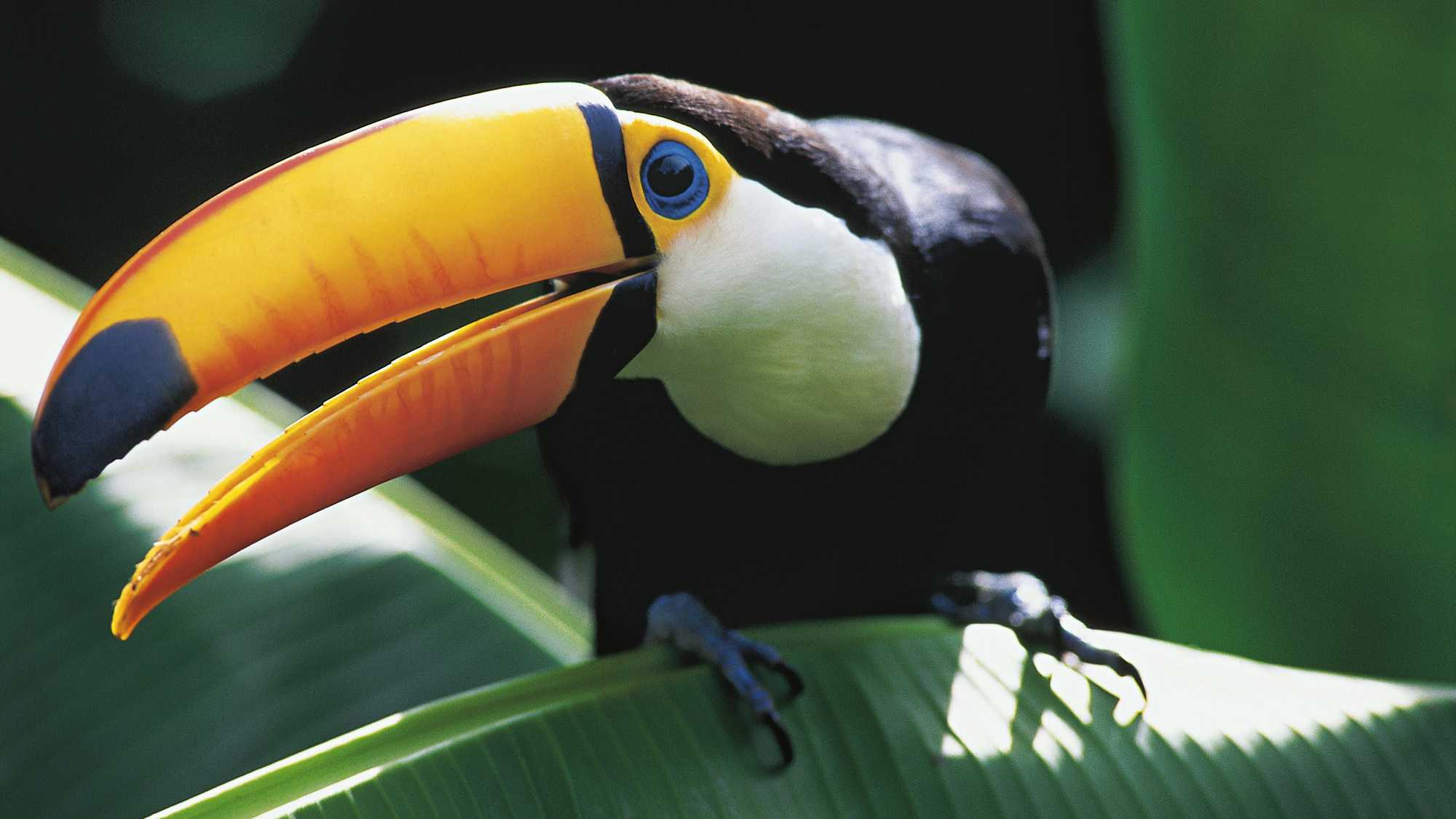 Amazonia 3D (image 3)