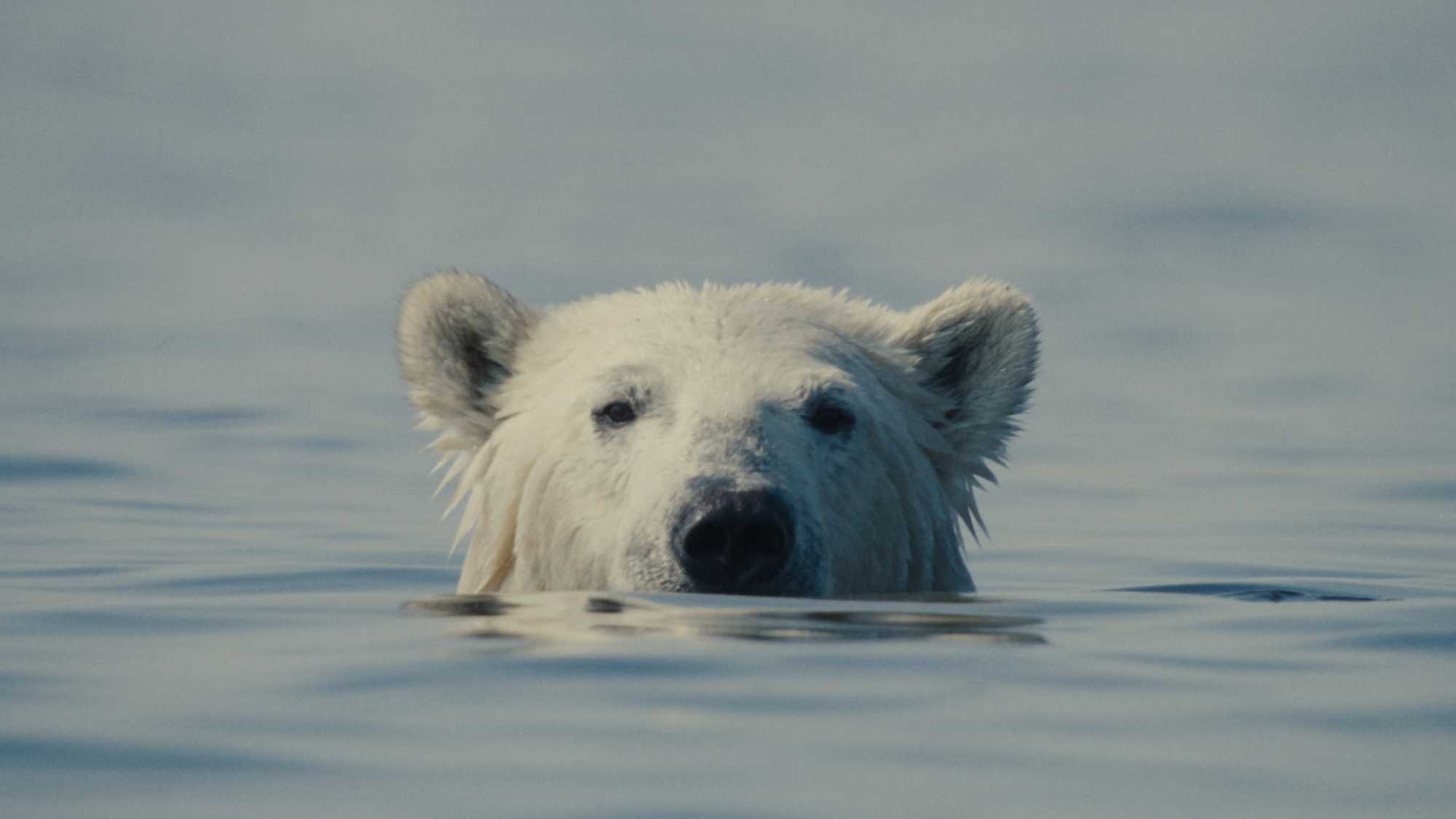 Nuisance Bear (image 1)