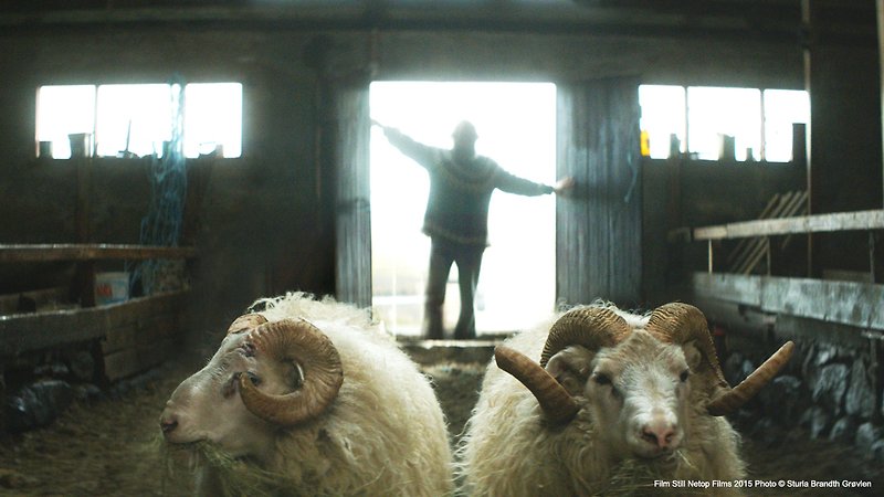 Rams (image 1)