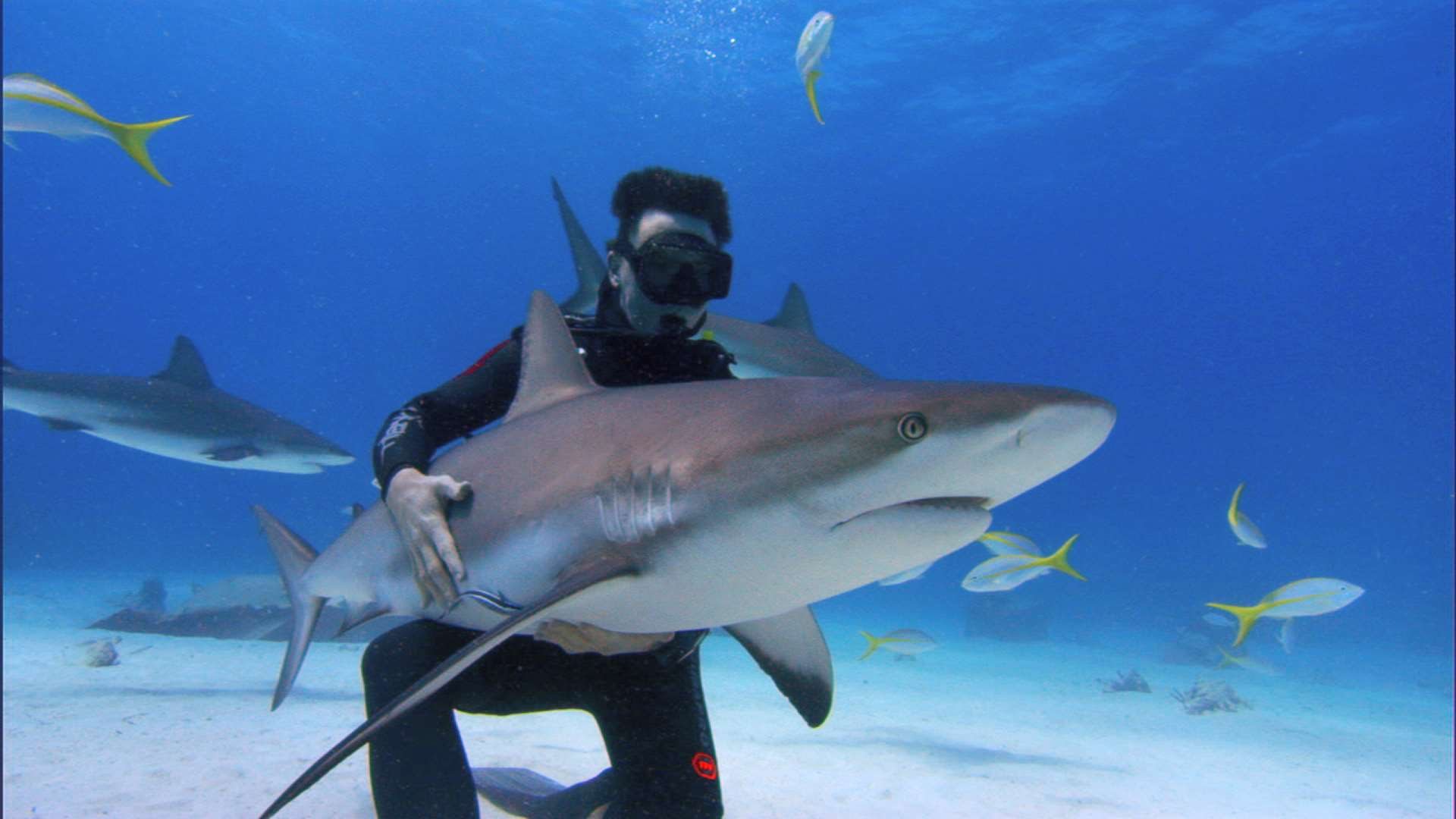 Sharkwater • New Zealand International Film Festival